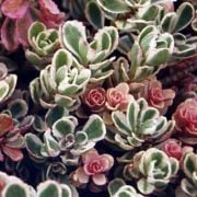 Tricolor Sedum Spurium Çiçeği Fidesi (3 adet)