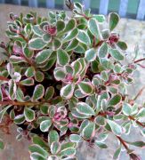 Tricolor Sedum Spurium Çiçeği Fidesi (3 adet)