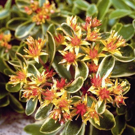 Özel Sedum Variegatum Çiçeği Fidesi (3 adet)