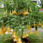 Yoğun Kokulu Yellow Brugmansia Çiçeği Meleklerin Borazanı Çiçeği Fidanı Büyük Boy (70-120 cm)