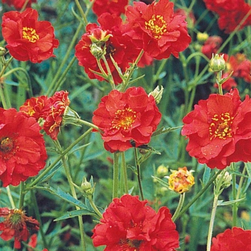 Dona Dayanıklı Kırmızı Katmerli Geum Kadife Çiçeği Tohumu(20 tohum)