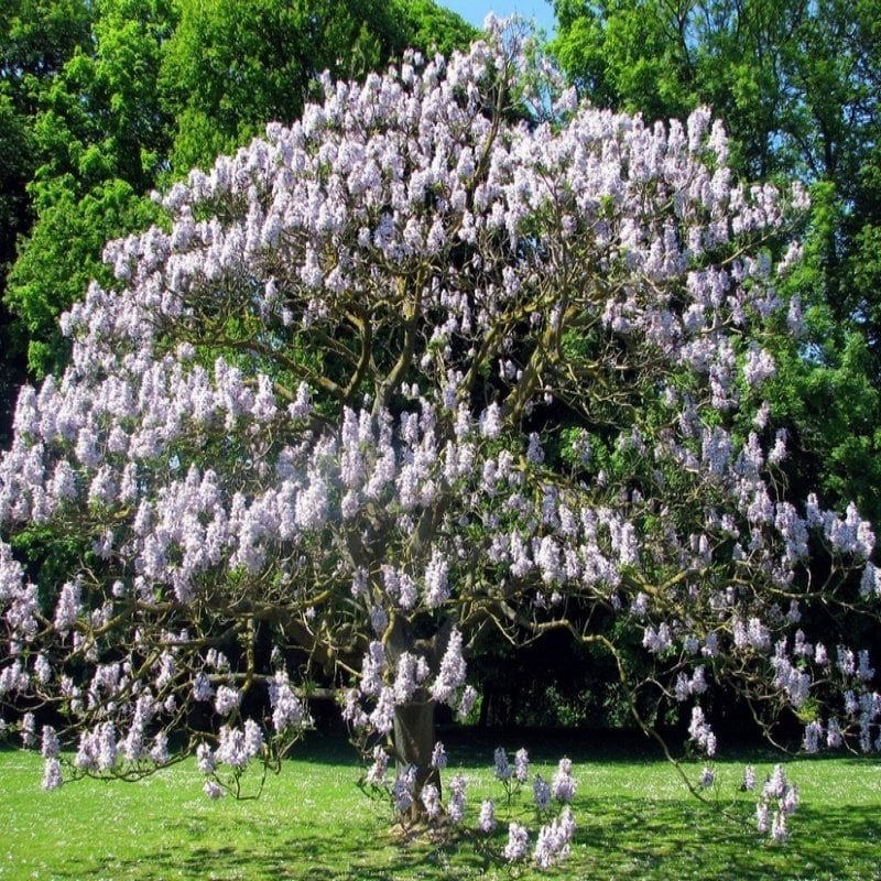 Tüplü Yoğun Kokulu Beyaz Çiçekli Paulownia Fortunei Fidanı(60-80 cm)
