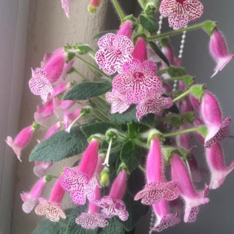 Koleksiyonluk Jesica  Kohleria Japon Küpelisi Çiçeği Fidesi (Mini Saksıda)
