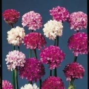Karışık Renkli Armeria Çiçeği Tohumu(20 tohum)
