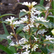 Tüplü Beyaz Çiçeklil Yoğun Kokulu Osmantus Çiçeği Fidanı