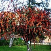 Tüplü Bodur Ateşdikeni Fidanı Bonsai İçin Uygun Bitki