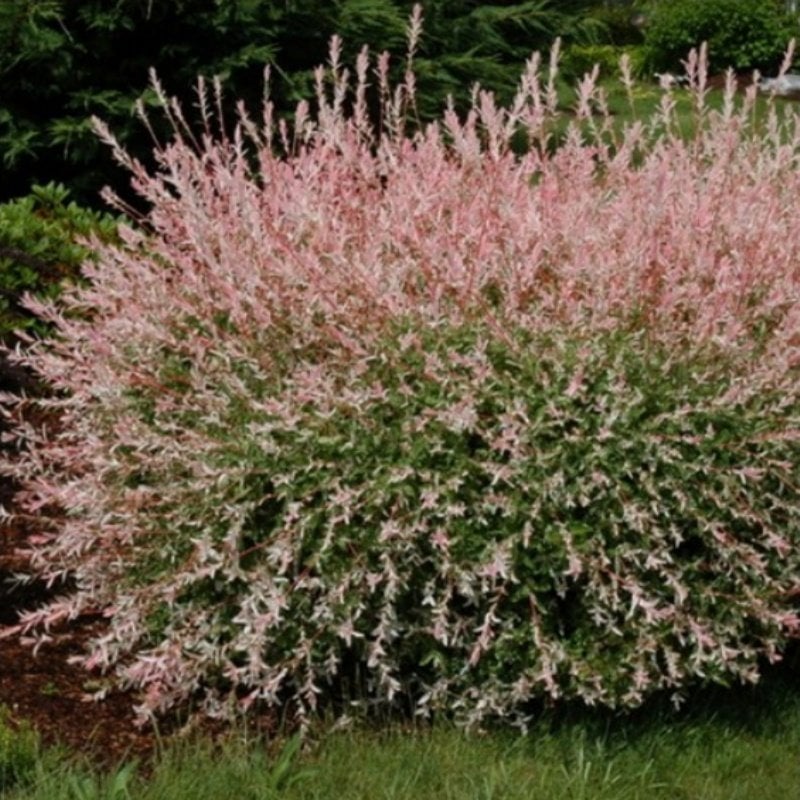 Tüplü Salix İntegra Japon Söğüdü Fidanı