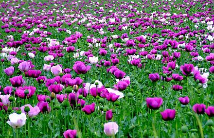 Nadir Lavanta Renkli Gelincik Çiçeği Tohumu(100 tohum)