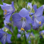 Kokulu Mavi Yakup Merdiveni PolemoniumCaeruleum Çiçeği Tohumu(20 tohum)