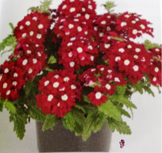 Sarkıcı Samira Red With Eye Verbena Çiçeği Fidesi (3 adet)