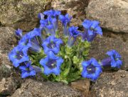 Koyu Mavi Gentiana Çiçeği  Tohumu(10 tohum)