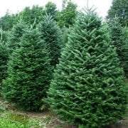 Abies Nordmanniana Göknar Ağacı Tohumu (500 Tohum)