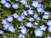 Mavi Nemophila Menziesi Çiçeği Tohumu(100 tohum)