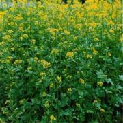 Aromatik Sarı Hardal (Sinapis Alba) Çiçeği Tohumu(100 tohum)