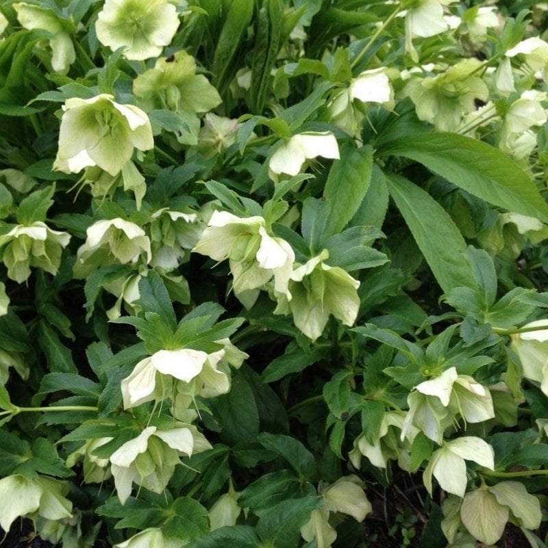 Helleborus Green Star Noel Gülü Çiçeği (1 ADET)