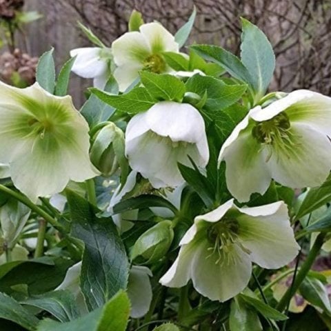 Helleborus Green Star Noel Gülü Çiçeği (1 ADET)