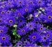 Mavi Rüya Brachycome Çiçeği Tohumu(30 tohum)