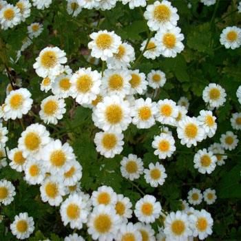 Chrysanthemum Parthenium Çiçeği Tohumu(50 tohum)