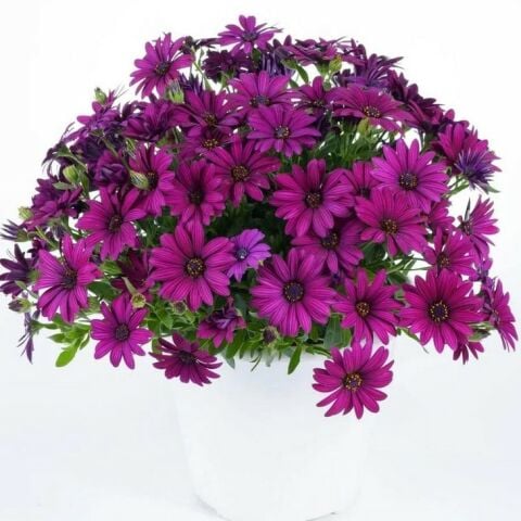 Katmerli Erato Double Purple Bodrum Papatyası Çiçeği Fidesi (3 adet)