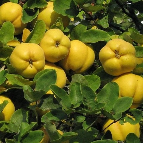 Tüplü Yarıbodur Eşme Ayva Fidanı (150-200 cm) 1 Sene Sonra Meyve Verir
