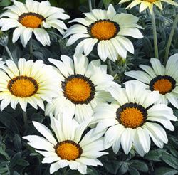Nadir Beyaz Güzeli Gazanya Çiçeği Tohumu(5 tohum) Sınırlı Stok