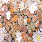 Red Spinoza Kırmızı Çiçek Açan Nadir Lithops (Kırmızı Çiçek Açar)