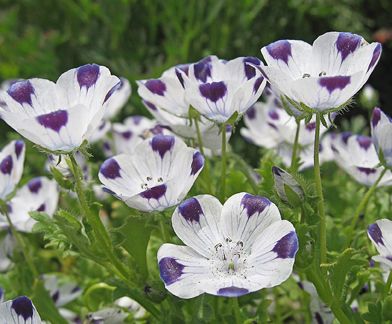 Beş Mavi Noktalı Beyaz Nemophila Çiçeği Tohumu(100 tohum)