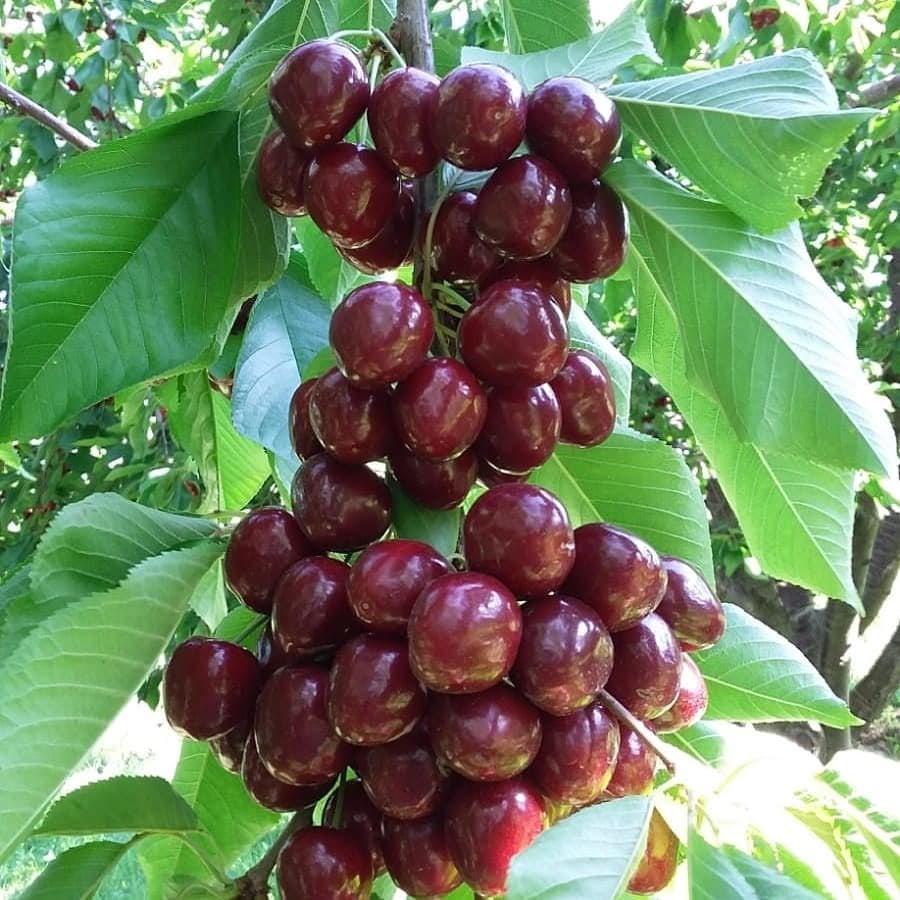 Tüplü Kendine Verimli Stella Kiraz Fidanı