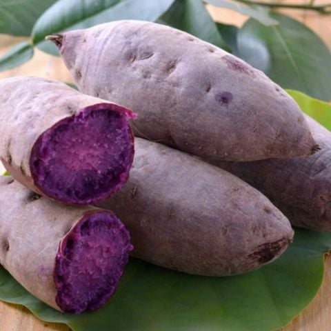 Papas Deep Purple Tatlı Patates Fidesi(1 Adet)