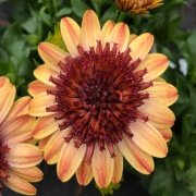 Katmerli Erato Double Orange Bodrum Papatyası Çiçeği Fidesi (4 adet)