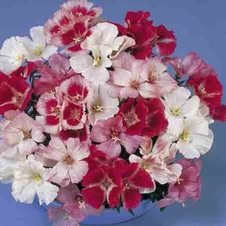 Katmerli Karışık Majestik Godetia(Godetya) Çiçeği Tohumu(100 tohum)