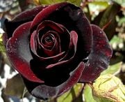 Tüplü Black Magic Rose Yediveren Gül Fidanı