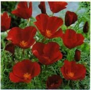 Acem Lalesi Çiçeği Tohumu Kırmızı (250 tohum)