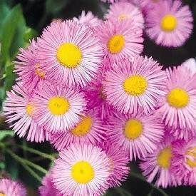 Pink Sweety Erigeron Çiçek Tohumu(30 tohum)