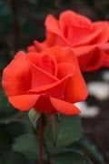 Tüplü Aşılı Madalyon Nar Çiçeği Baston Gül Fidanı