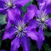 Rhapsody Clematis Çiçeği (1 Kök)