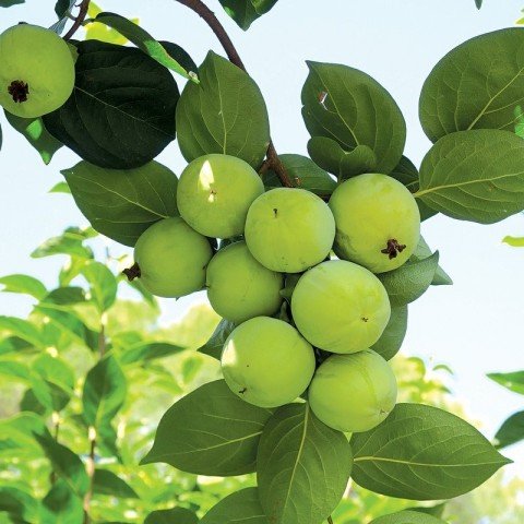 Tüplü Yeşil Green Kaki Çikolata Trabzon Hurması Fidanı