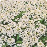 Kuğu Güzeli Alisyum Çiçeği Tohumu(100 tohum)