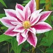 Kırmızı Beyaz Andromeda Clematis Çiçeği Fidanı