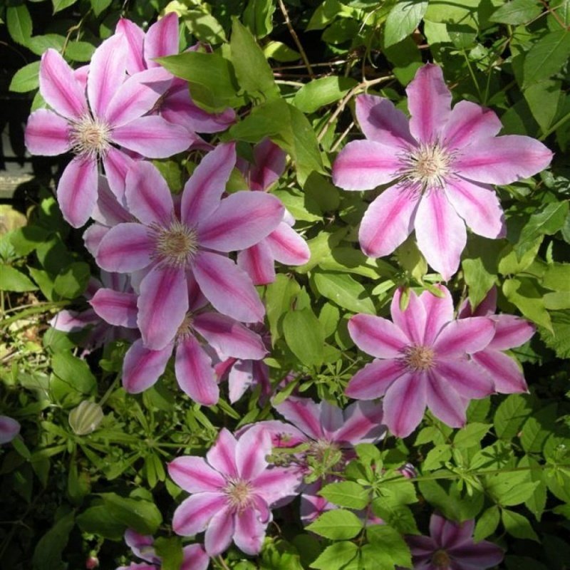 Bees Jubilee Clematis Çiçeği Fidanı