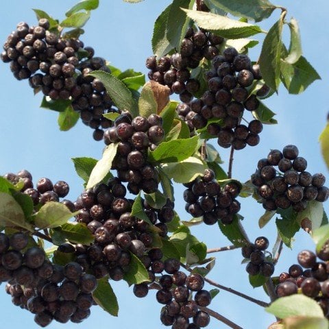 Bedava Kargo Nero Siyah Aronya Aronia Chokeberry Fidesi Paper Potta (15-20 cm) 10 Adet