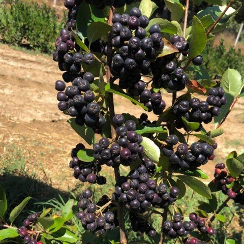 Bedava Kargo Nero Siyah Aronya Aronia Chokeberry Fidesi Paper Potta (15-20 cm) 10 Adet