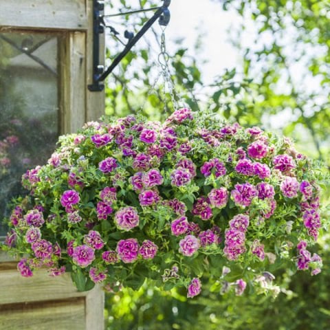 Tumbelina  Darcey Rosa Kokulu Katmerli Sarkıcı Superstar Petunya Çiçeği Fidesi (1 Adet)
