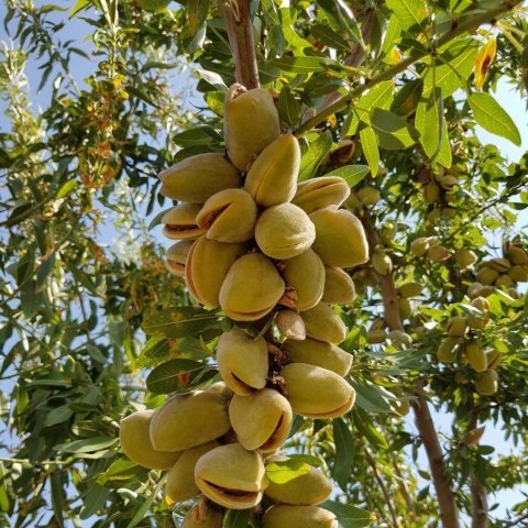 Tüplü Saksılık Meyve Verme Durumunda Elle Kırılabilen Kaliforniya Yarı Bodur Carmel Badem Fidanı(3-4 Yaş)