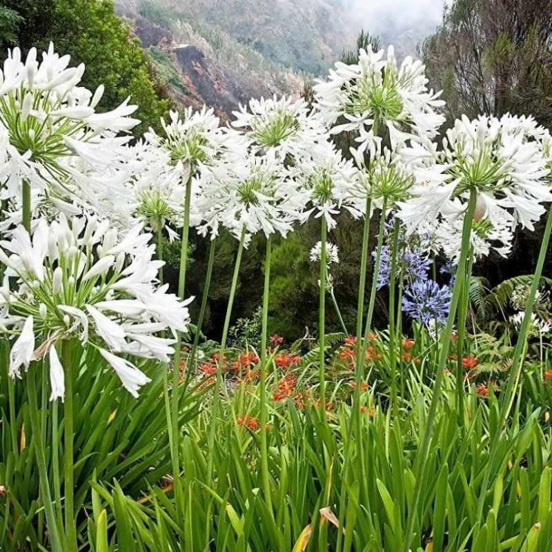 İthal Polar İce Agapanthus Şefkat Çiçeği Yumrusu (1 adet )