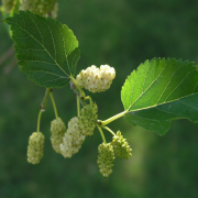 Morus Sp Dut Anacı