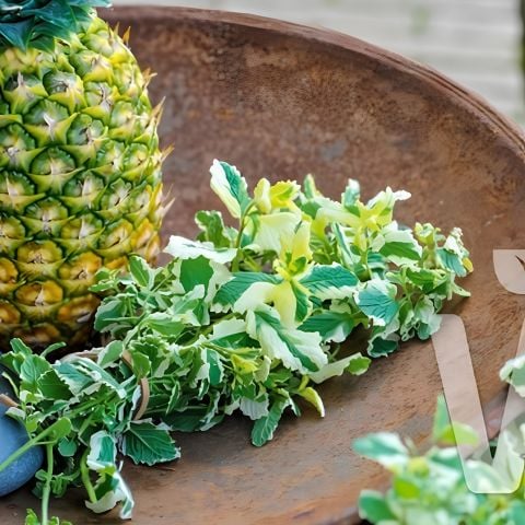 Saksılık Geniş Yapraklı Pinedo Ananas Kokulu  Nane Fidesi (2 adet)