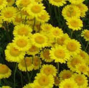 Sarı Renkli Marguerite Papatya Çiçeği Tohumu(100 tohum)