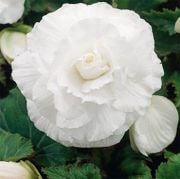 Beyaz Katmerli Tuberosa Begonya Çiçeği Tohumu(20 tohum)