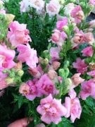 Uzun Boylu Pink Love Aslanzı Çiçeği Fidesi (4 adet)
